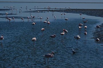 FLAMINGOS 3 by Miroslav Ptacek