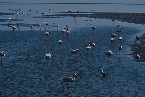 FLAMINGOS 3