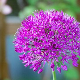 Lila Allium-Zierzwiebel von ESB-Fotografie