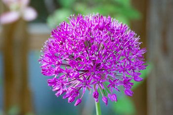 Lila Allium-Zierzwiebel