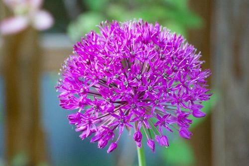 Lila Allium-Zierzwiebel