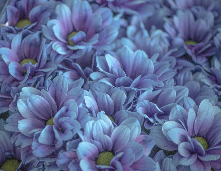 Délice de pourpre par Niek Traas