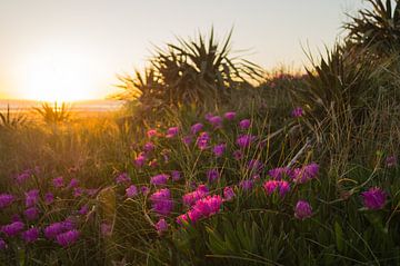 Pink flowers get a golden lining during sunset