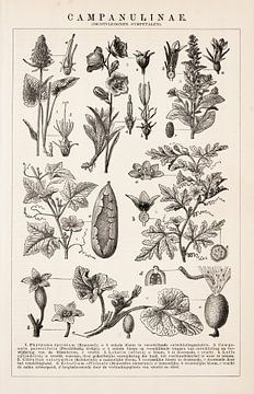 Botanischer Druck Campanulinae von Studio Wunderkammer