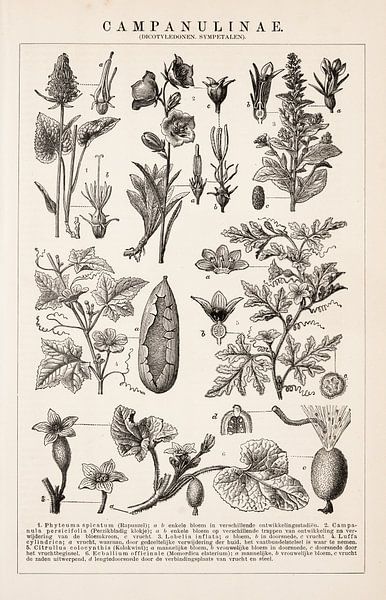 Botanical print Campanulinae by Studio Wunderkammer