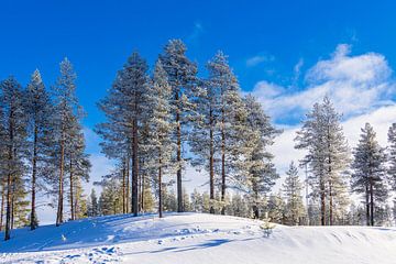 Landschaft mit Schnee im Winter in Kuusamo, Finnland