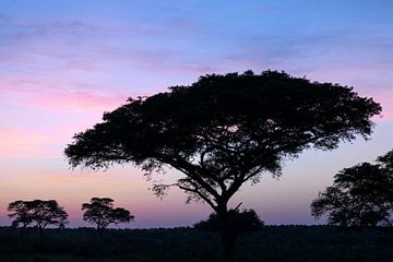 Sonnenuntergang im Murchison Falls National Park, Uganda