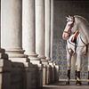 Portugees erfgoed | Lusitano hengst | paardenfotografie van Laura Dijkslag