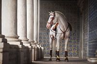 L'héritage portugais | L'étalon lusitanien | photographie de cheval