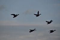 Flying ducks