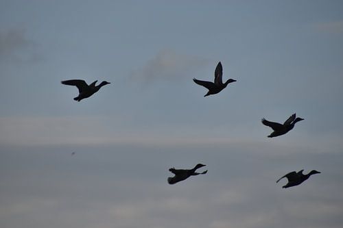 Flying ducks