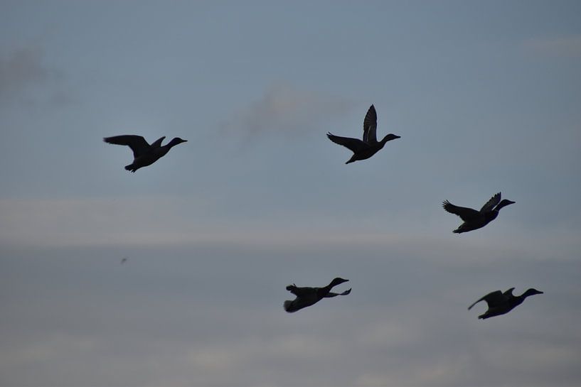 Flying ducks by Naomi Visser