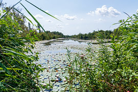 Teich bei Lusthof de Haeck von Merijn Loch