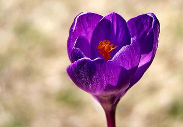 Crocus solitaire sur erikaktus gurun