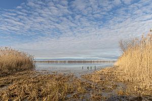 Nuages de moutons au-dessus de l'Oostvaardersplassen