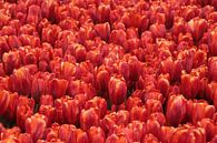 rode tulpen von Yvonne Blokland Miniaturansicht