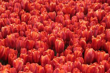 rode tulpen van Yvonne Blokland