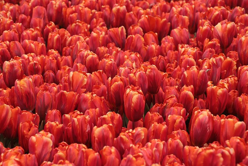 rode tulpen von Yvonne Blokland