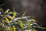 groen gras van Emma van Veldhuisen thumbnail
