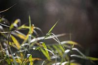 groen gras