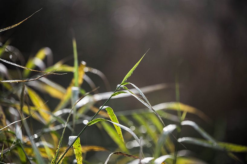 groen gras van Emma van Veldhuisen