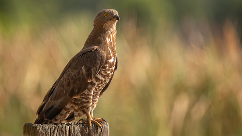 Honey buzzard... by Ans Bastiaanssen