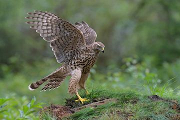 Gorgeous Young Lady (Northern Goshawk) by Harry Eggens
