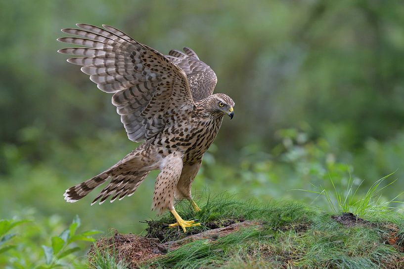 Gorgeous Young Lady (Havik) van Harry Eggens