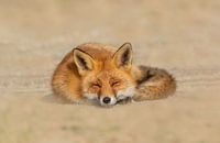 Fauler Fuchs