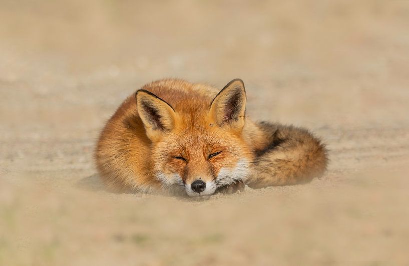 Lazy fox van Anna Stelloo