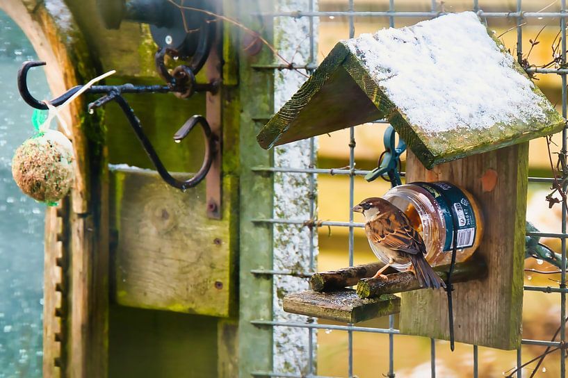 Erdnussbuttersperling von Miny'S