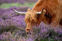 Highland Graze, Jacky Parker