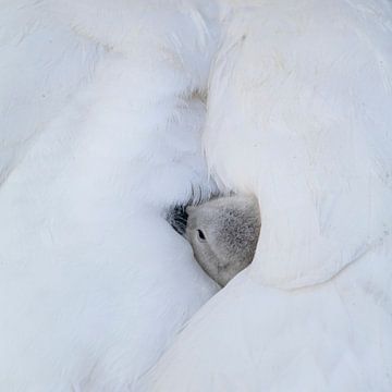 safe under mother's wing by Ronenvief