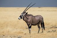 Gemsbok in Etosha NP