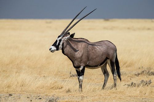 Gemsbok in Etosha NP