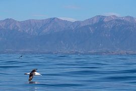 Weißkappenalbatros , Thalassarche steadi von Beschermingswerk voor aan uw muur