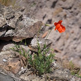 Nevertheless! by Andreas Wemmje