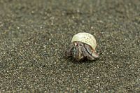 Heremietkreeftje op wandel op zwart strand