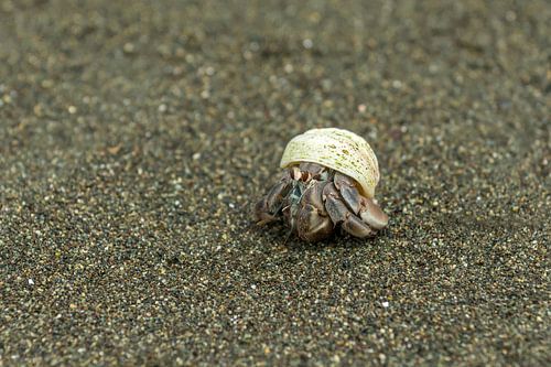 Hermit crab walking on black sand beach