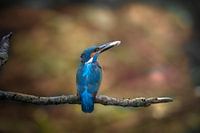 ijsvogel met prooi