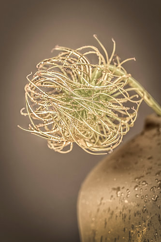 Vibrant seed fluff with droplets.