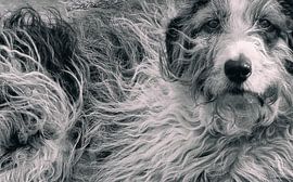 With dog and hair by Peter Smeekens