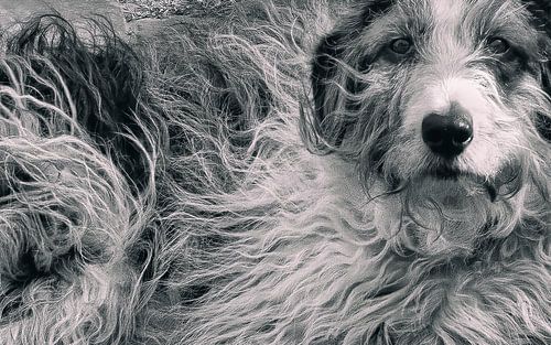 With dog and hair
