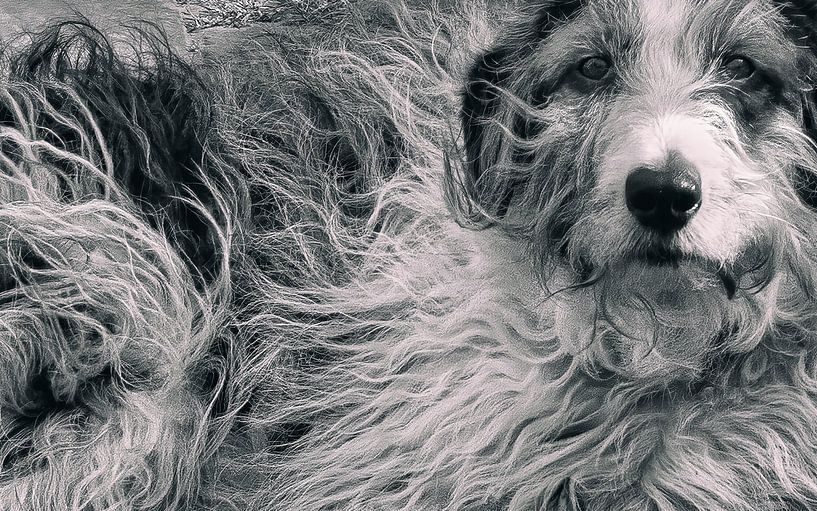 With dog and hair by Peter Smeekens