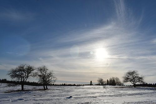 Appelbomen op een gebied in de winter