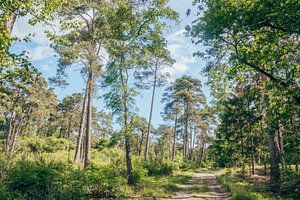 Promenade en forêt sur le Veluwezoom | Pays-Bas sur Wandeldingen