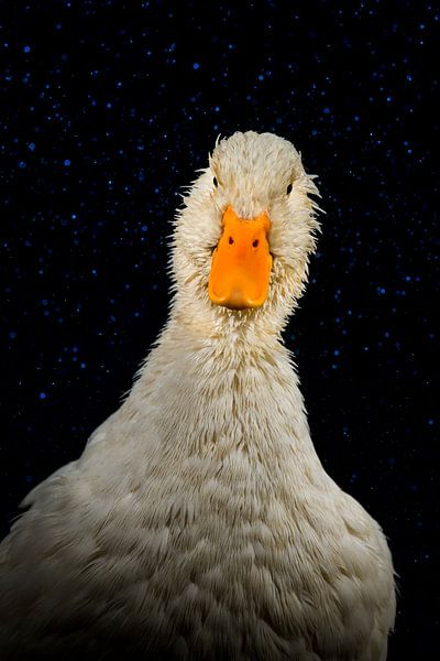 Duck portrait by Corrine Ponsen
