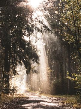 Herbstlicher Morgen von Larissa Geuke