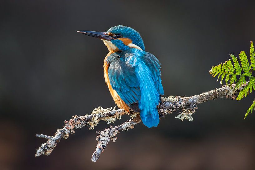 Kingfisher photographed in the Throw by Jeroen Stel