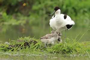 Avocette à bec bigarré